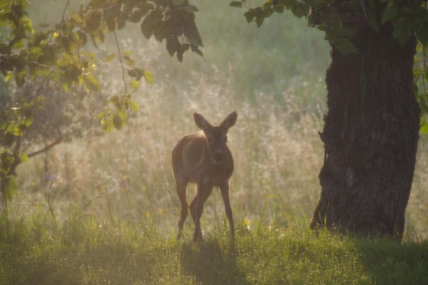 Wohnung in Figline Valdarno mit Gemeinschaftspool - foto 29
