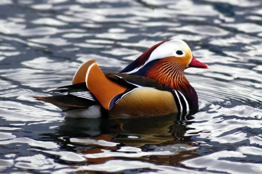 Open Space Penthouse im Schloss mit Seeblick - foto 67