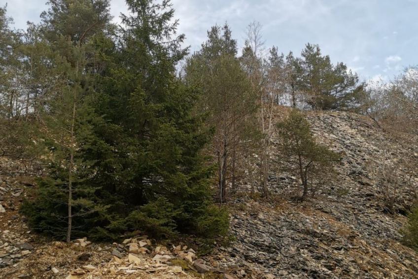 Haus Talblick, am Waldrand - foto 15