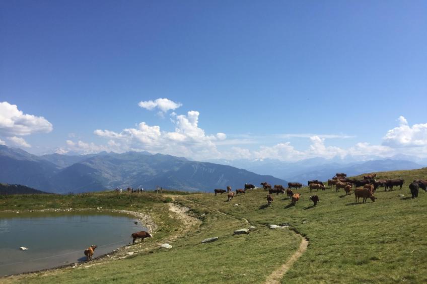 Chalet 3 - SAINT-FRANÇOIS-LONGCHAMP - foto 22