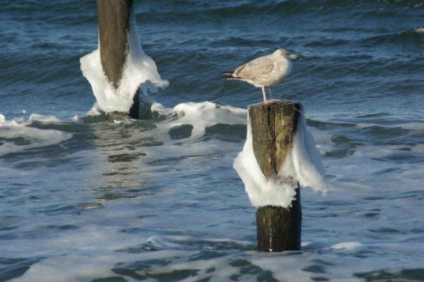 Meerestraum - foto 34