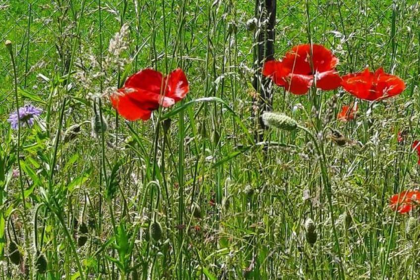 Haus Usziit - Zeit die Seele baumeln zu lassen - foto 31