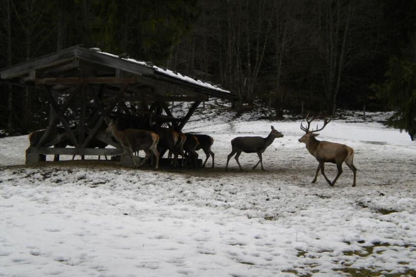 Marinas Alpenblick - foto 23