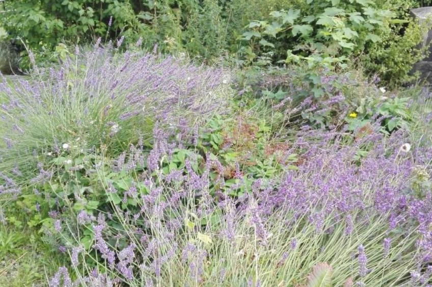 im Thüringer Wald mit Grill und Garten - foto 29