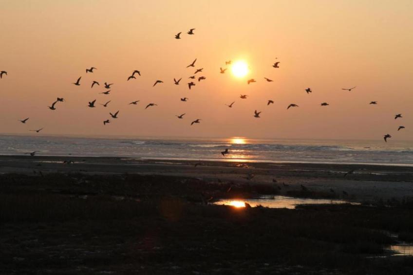 Boomhiemke - foto 13