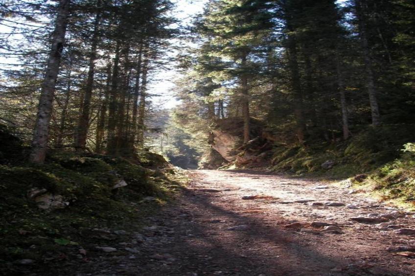 Sonnenblume - foto 26