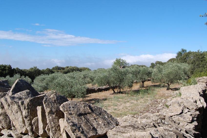 Cypres du Paradis - foto 30