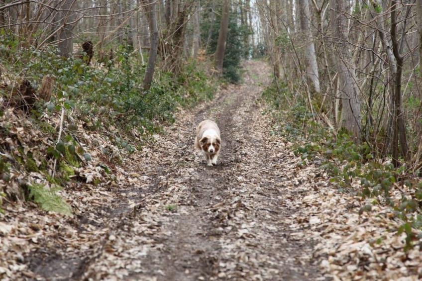 "L'Etable d'Emile" (Stall von Emile) - foto 27
