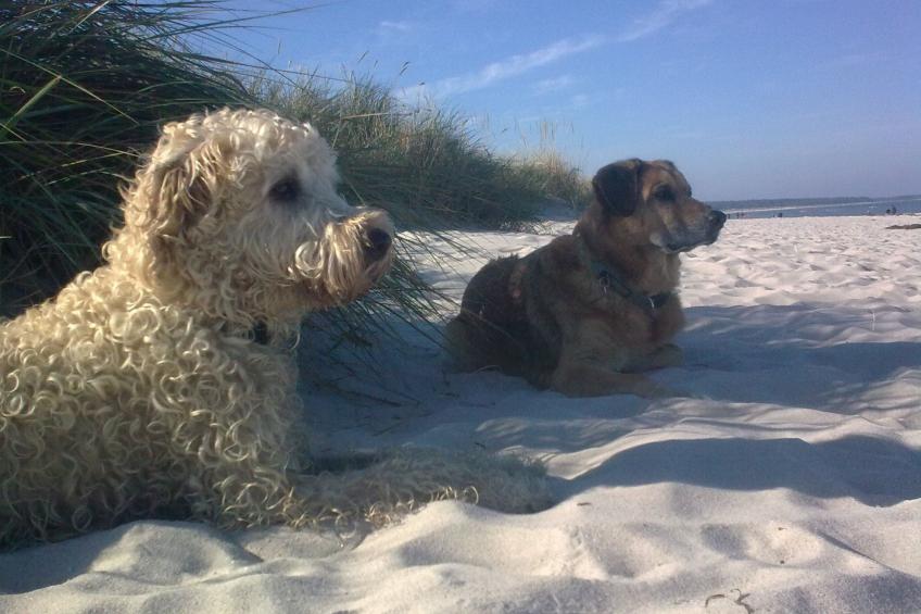 Apartment am Stettiner Haff - foto 21