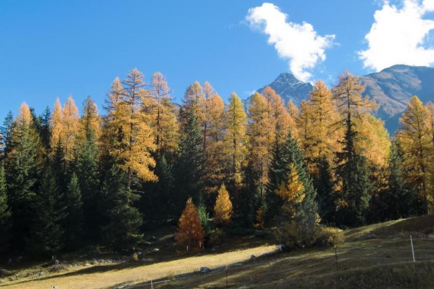 Chesa Piz d'Esan - foto 13