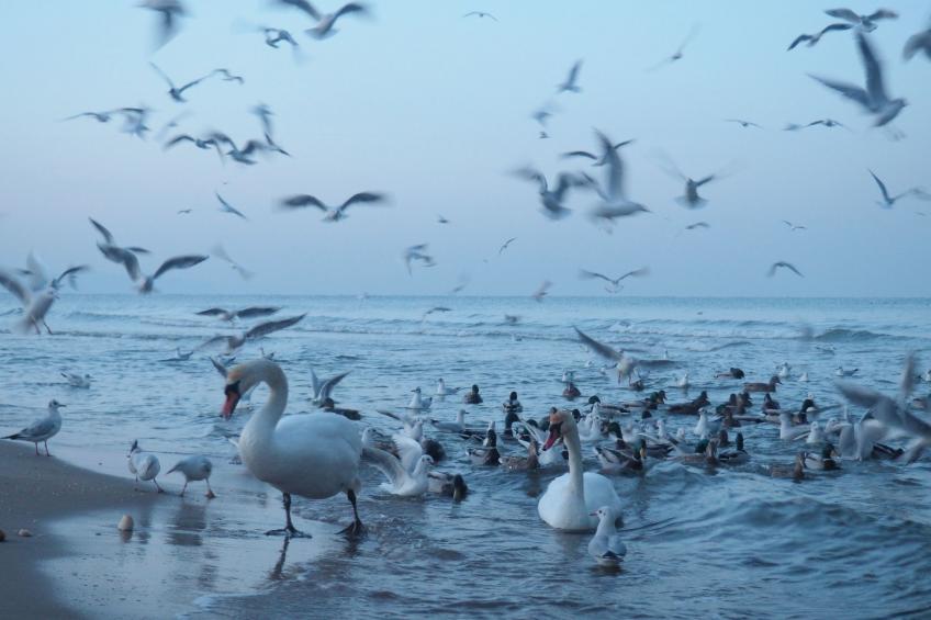 Wohnung in Brzeźno mit Großem Garten - foto 57