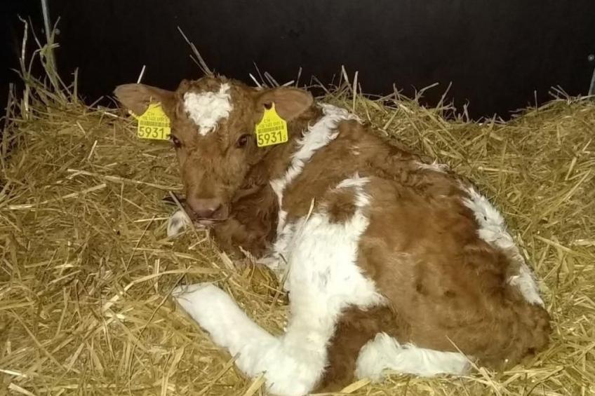 Hasenbüel - foto 28