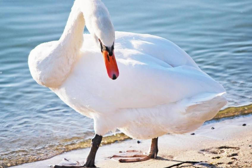 Müritz Ferienhaus - foto 45