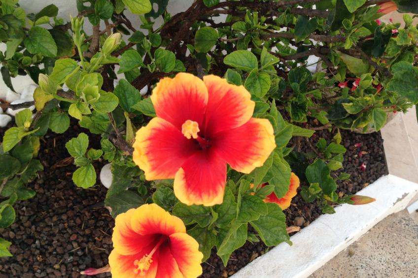 "Jandia" mit Wasserblick - foto 47