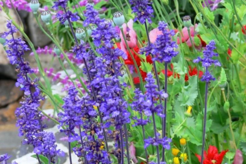 Nettes Ferienhaus in Tijarafe mit Privatem Pool und Panoramablick - foto 31