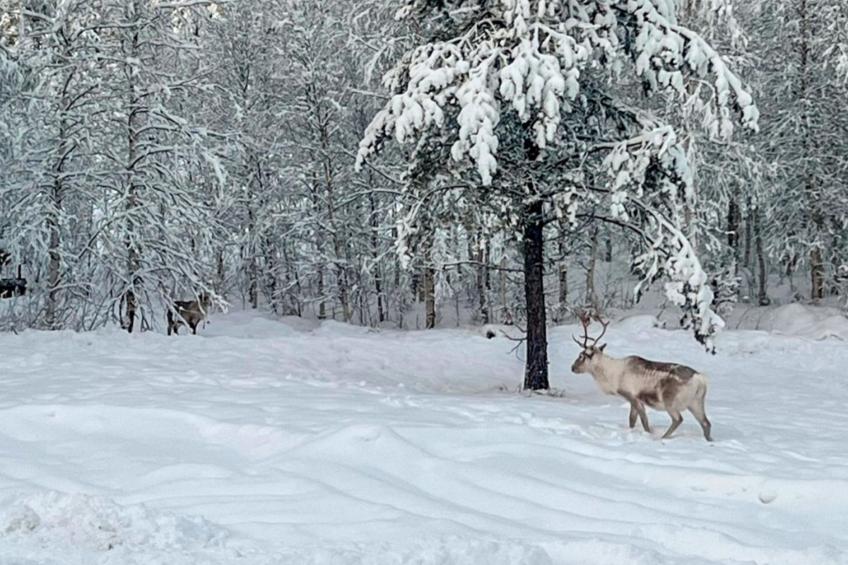 Vaaranpää - foto 27