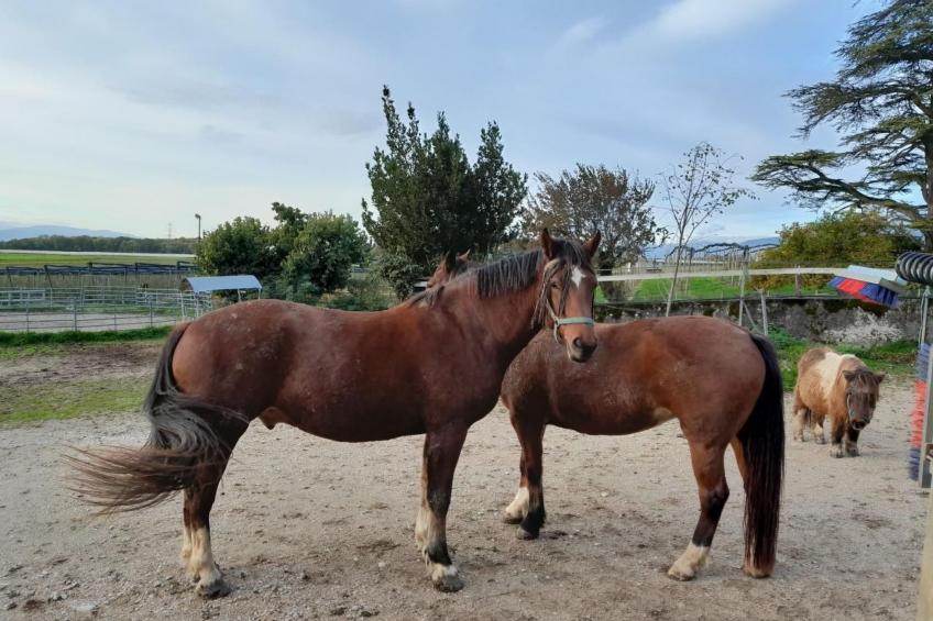 in Bauernhof - foto 21