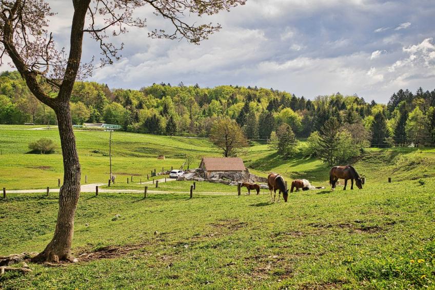 Visnja Gora Meadow Hideaway with Terrace - One Bedroom Cottage with Terrace (owner Hiška na skalci) - foto 51