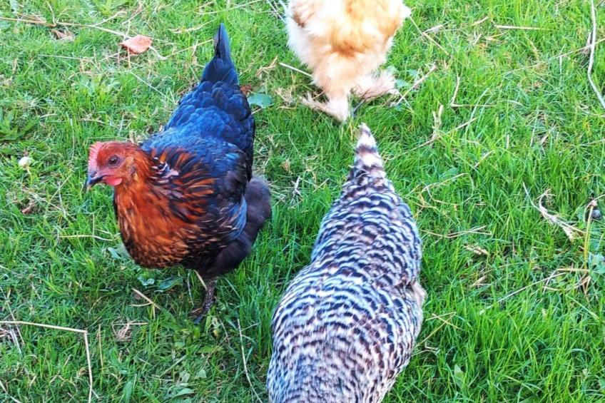 Hütte für vier Personen - foto 22