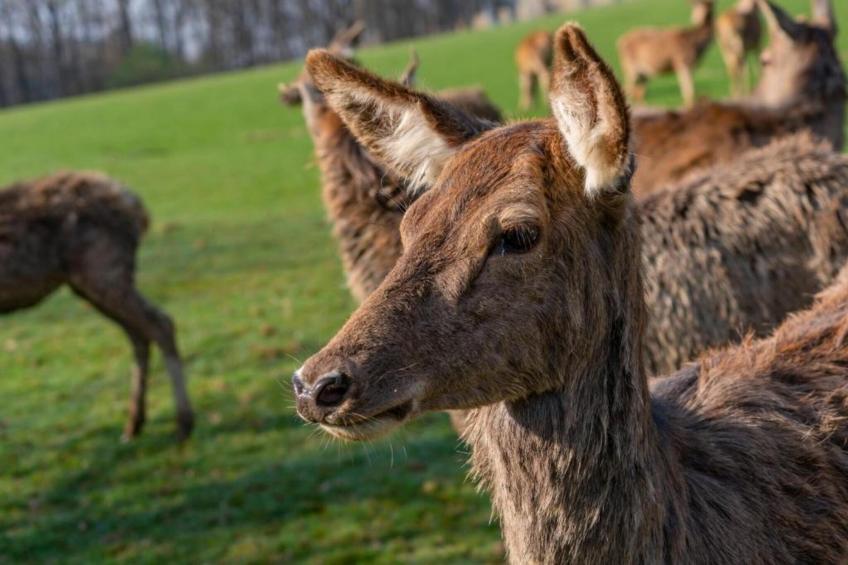 Heiderhof - Family Room for 4 person - foto 33