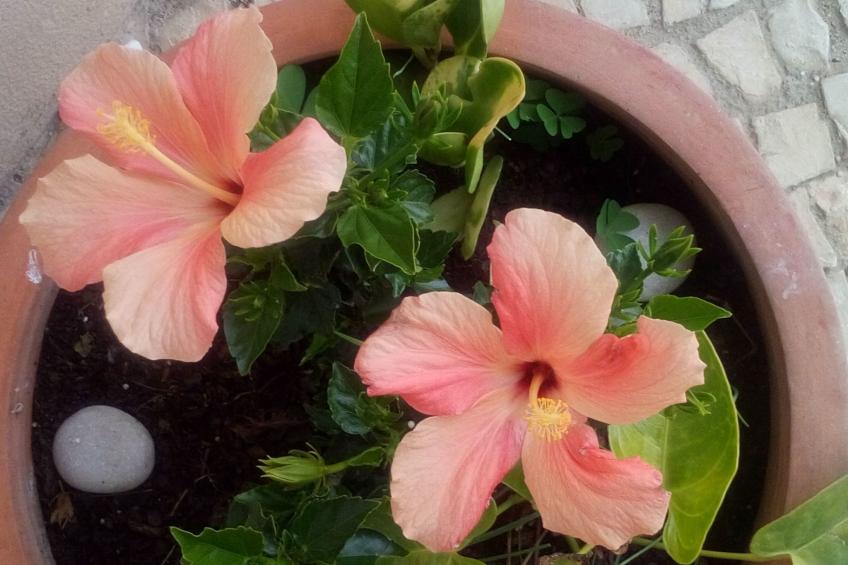 mit Terrasse - foto 28