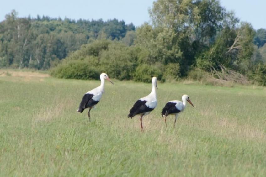 Dom wakacyjny z Klimatem Smołdziński Las - foto 18