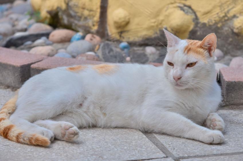 Gorgona Apt - Ihr Traum-1-BDR-Ferienhaus - foto 27