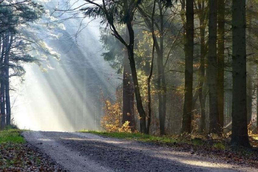 Fewo Brodaer Holz - foto 11