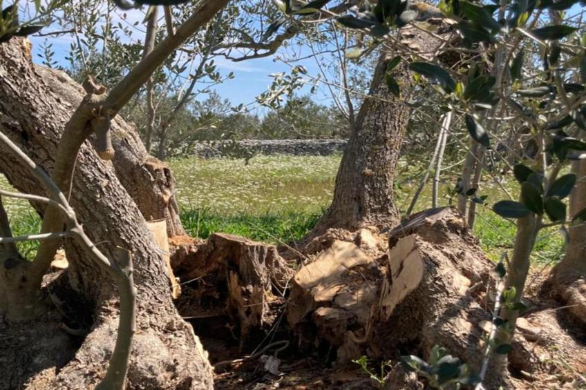 Adriatic Heritage Glamping No 1 - foto 36