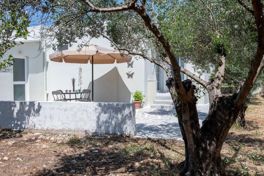 in einem Olivenhain in Strandnähe - foto 16