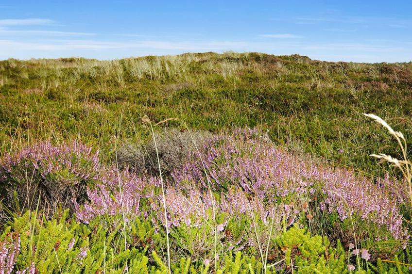 "Elsia" - 1.5km to the inlet in NW Jutland - foto 6