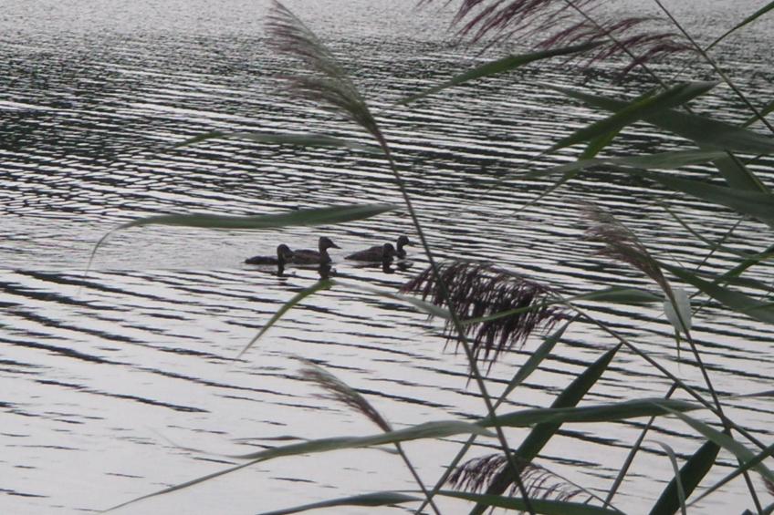 Gemütliches Haus inmitten herrlicher Natur - foto 22