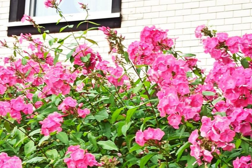 Gästehaus a Feldberg - foto 38