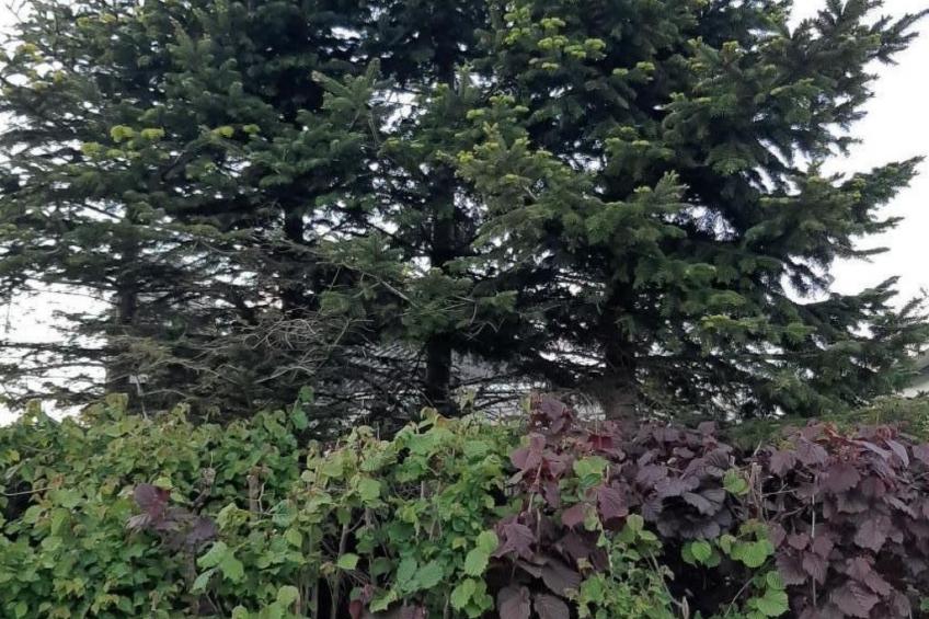 Gemütliches Ferienhaus - foto 16