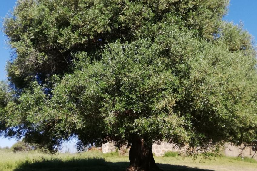 Stazzo mit Garten in Luogosanto - foto 9