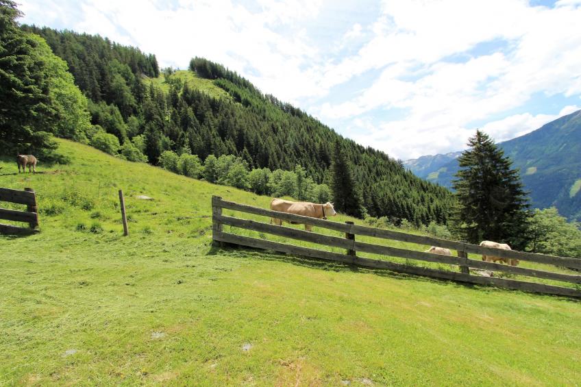 Unterhofer Alm - foto 10