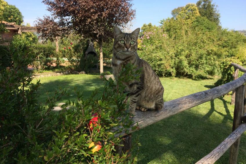 Villa mit privatem Pool 70 Kilometer von Rom entfernt - foto 45