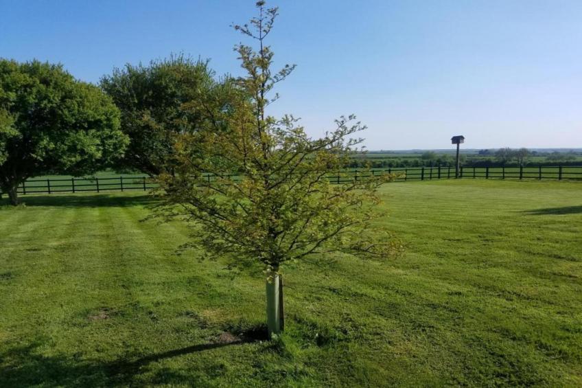 Wisteria at the Rookery - foto 24