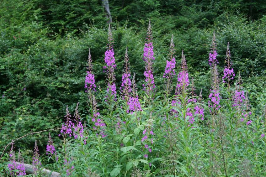 Eifelpark 10 - foto 26