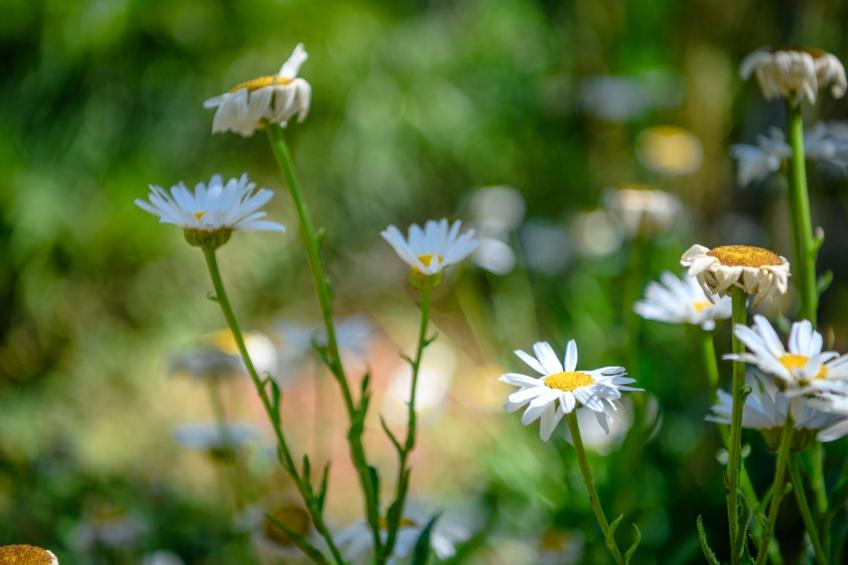 Wunderschönes Ferienhaus in Pomer mit Garten - foto 57
