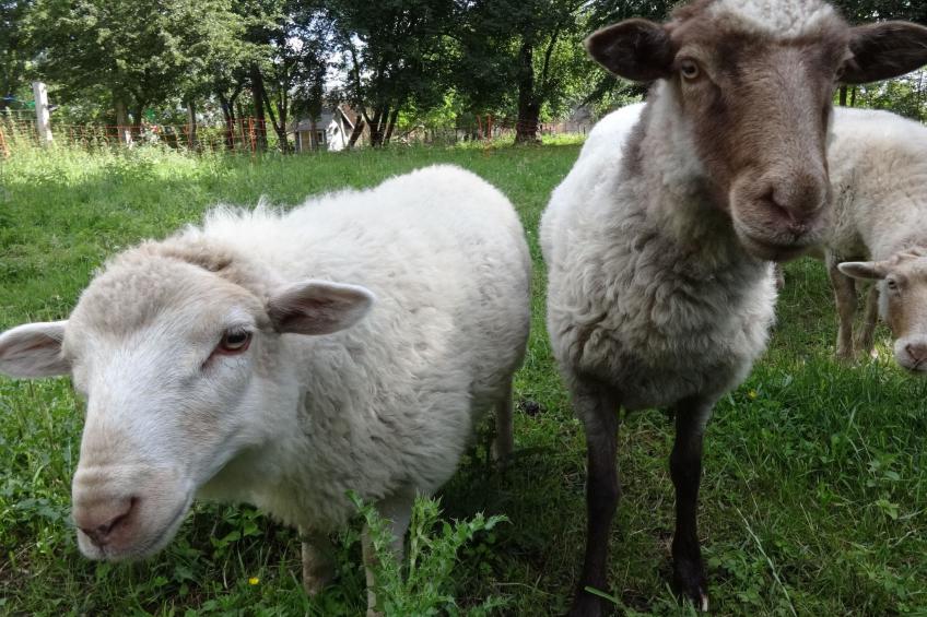 Pastor Becker - foto 15