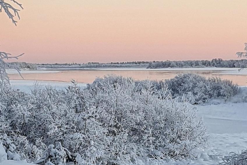 Pikkupöllö - foto 5