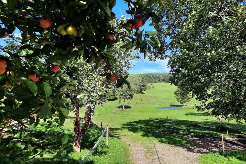Zuckerbauernhof Weideblick - foto 21