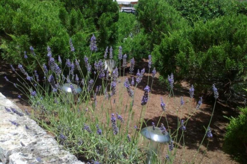 Traumhafte Villa Punta Skala mit 2 Terrassen - foto 32