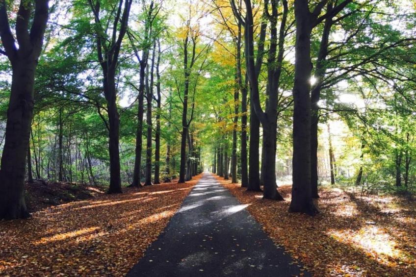 Boshuisje Vledder - foto 34