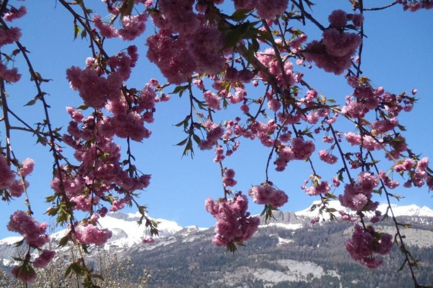 Guest House Chur - foto 8