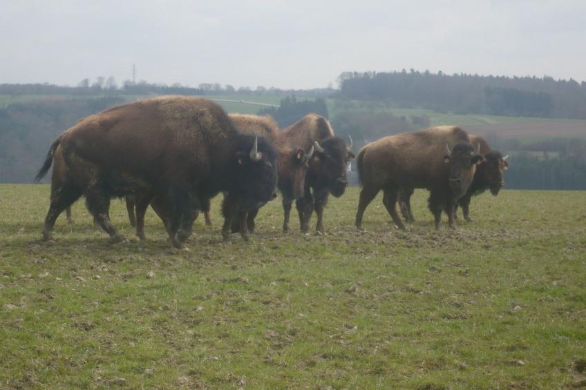 LES BRIMBELLES - foto 26