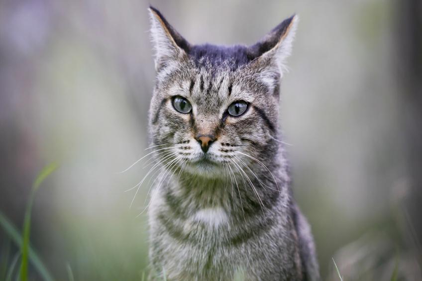 Les 4 Soleils - foto 33