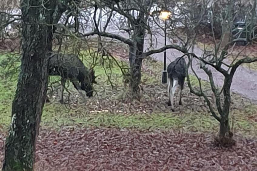 Schönes Ferienhaus am See Runn - foto 9