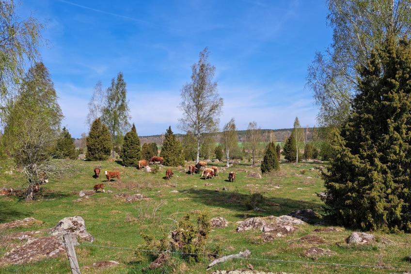 Im Herzen Smålands - foto 36